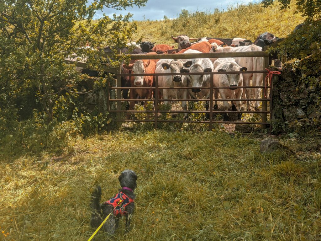 dog walk in cow field