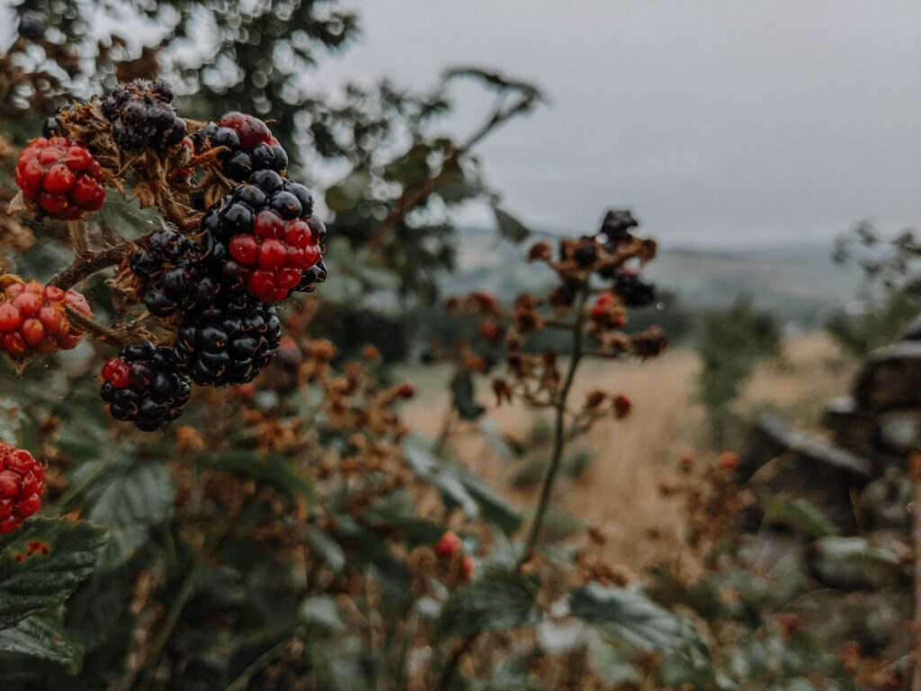 blackberry bush